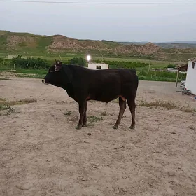 òkuz