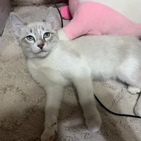 сиамский котик