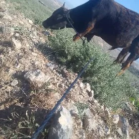 öküz