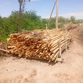 Agac Hadalar