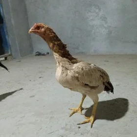 Baysok maki