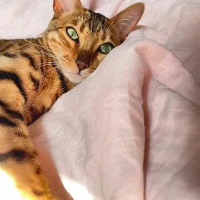 BENGAL/БЕНГАЛ🧿