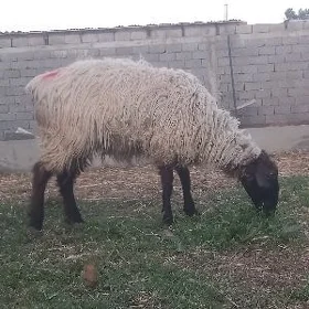 Goýun semiz
