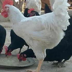 jersi gigant juyje