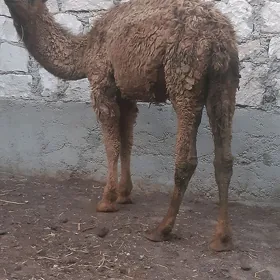 ogshyk