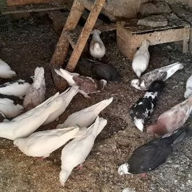 кепдери