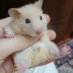 хомячки