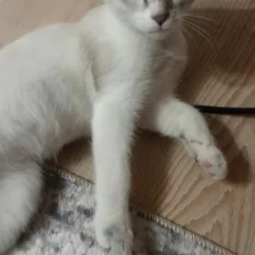 котик