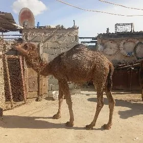 Ogşuk