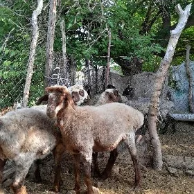 ışek goÿun
