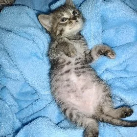 котенок