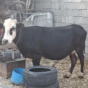 sygyr