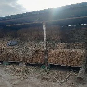 ýorunja gamyş pres kip