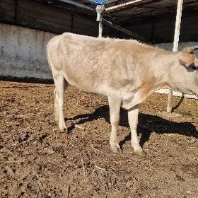 Sygyr