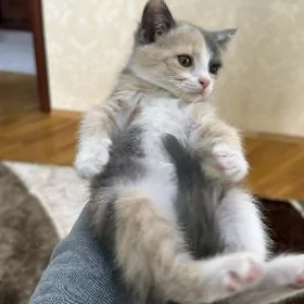 котенок девочка месяца