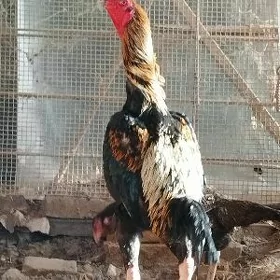 Байцов