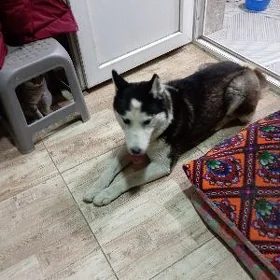 хаски