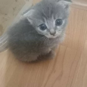 шатланские котята