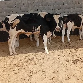 ökuz