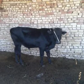 öküz