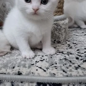 pişijekler