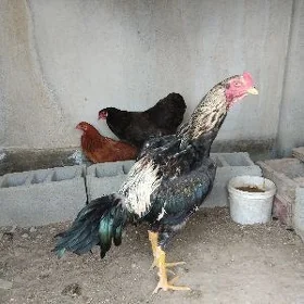 horoz towuk