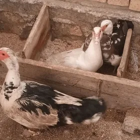 Musgus ordek