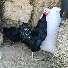 GIGANT JERSKI