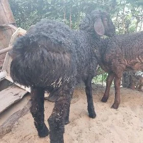 Arassa Kyssar