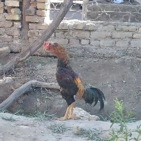 horaz