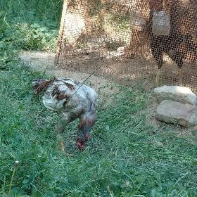 horaz