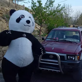 mişka panda