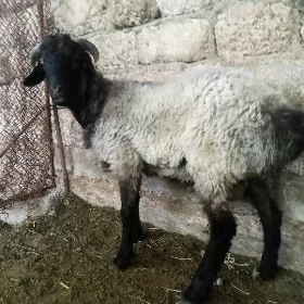 Goýun