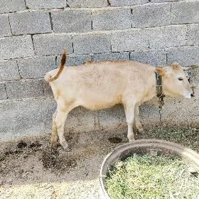Göle