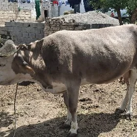 sygyr bakylan