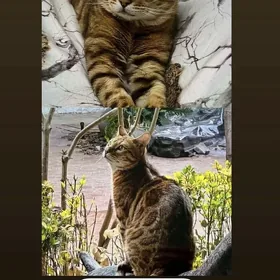 Кот Пропал