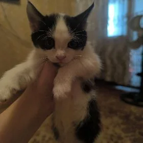 отдам в добрые руки