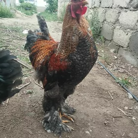 brama horoz