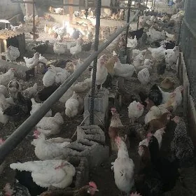 Towuklar