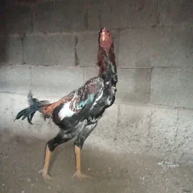 Taşkent horaz