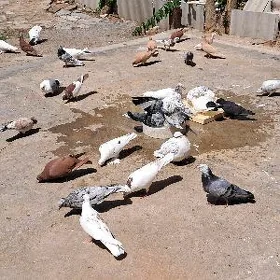 kepderi