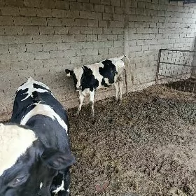 Golişteýin Ala Õküz