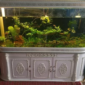 akwarium аквариум