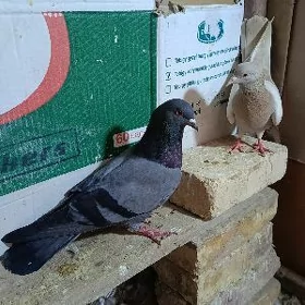 kepderi