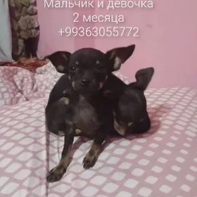 той тирер