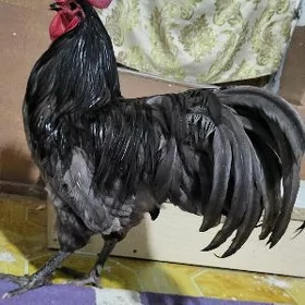 АВСТРАЛОРП 