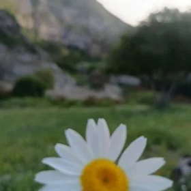 Çopontelpek