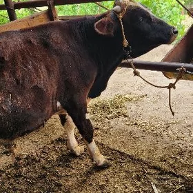 öküz