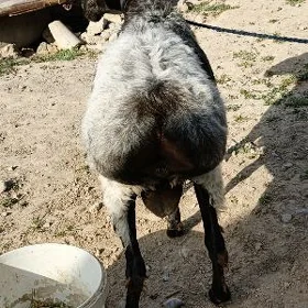 Ýaz öweç goç