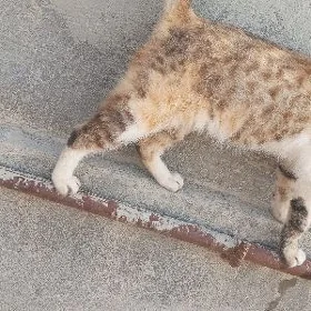 Pişik